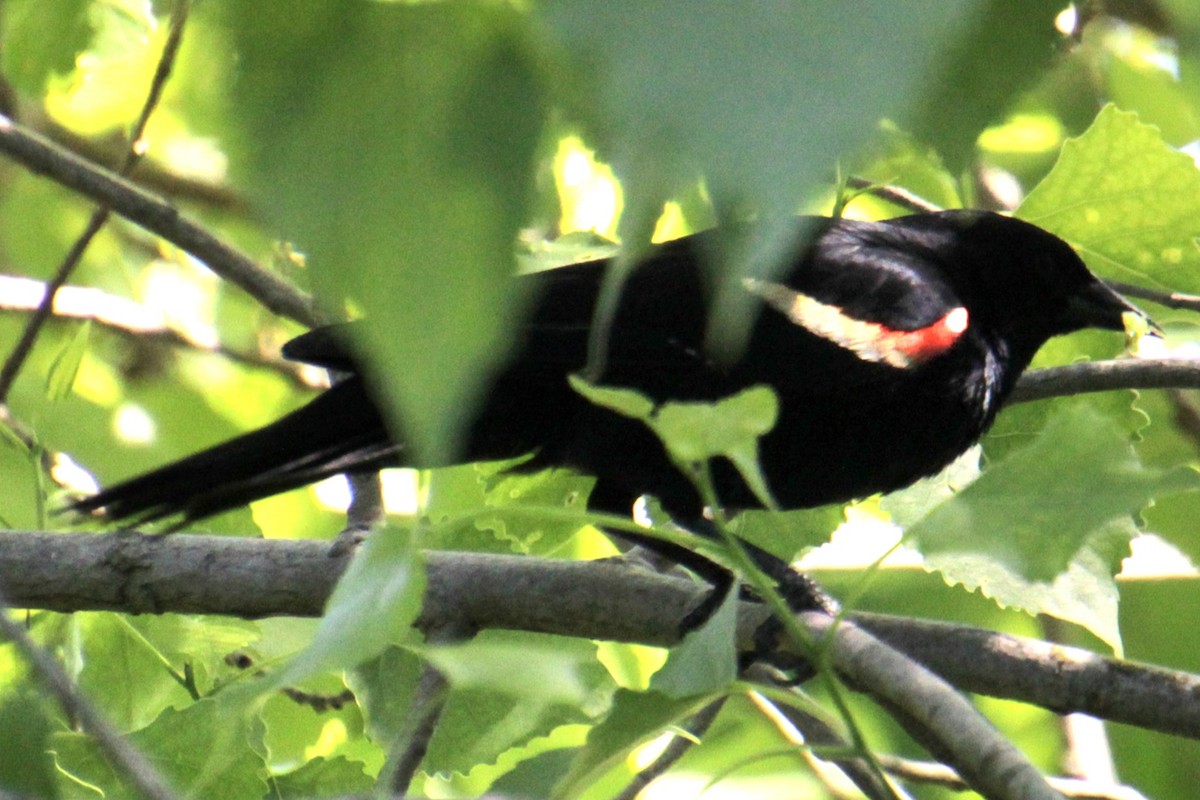 Red-winged Blackbird (Red-winged) - ML619862019