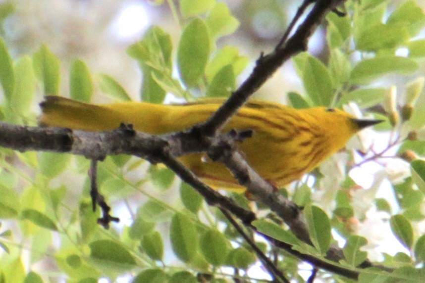 Yellow Warbler (Northern) - ML619862024