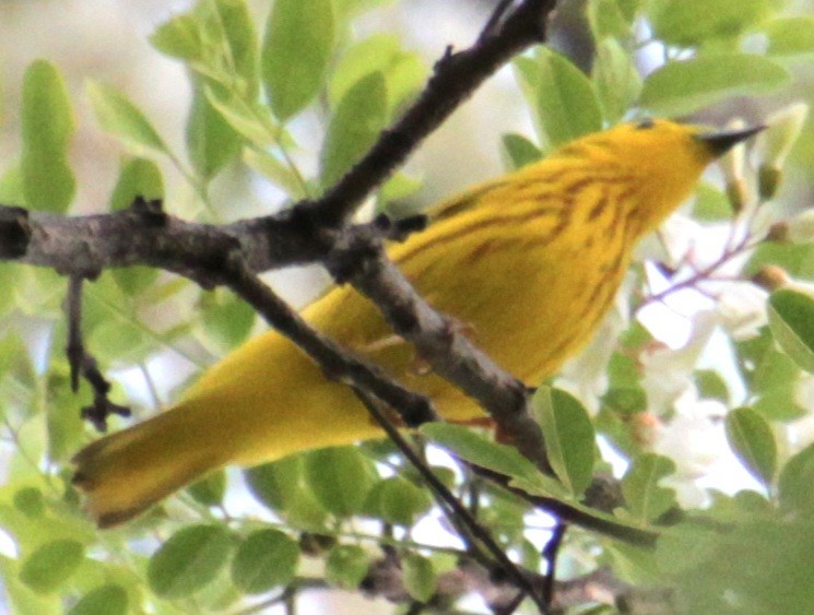 Yellow Warbler (Northern) - ML619862025