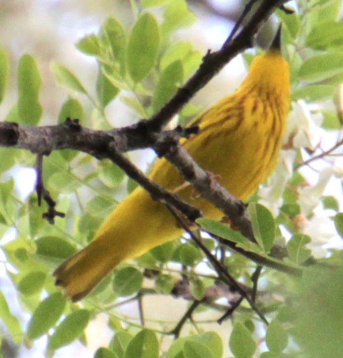 Yellow Warbler (Northern) - ML619862026