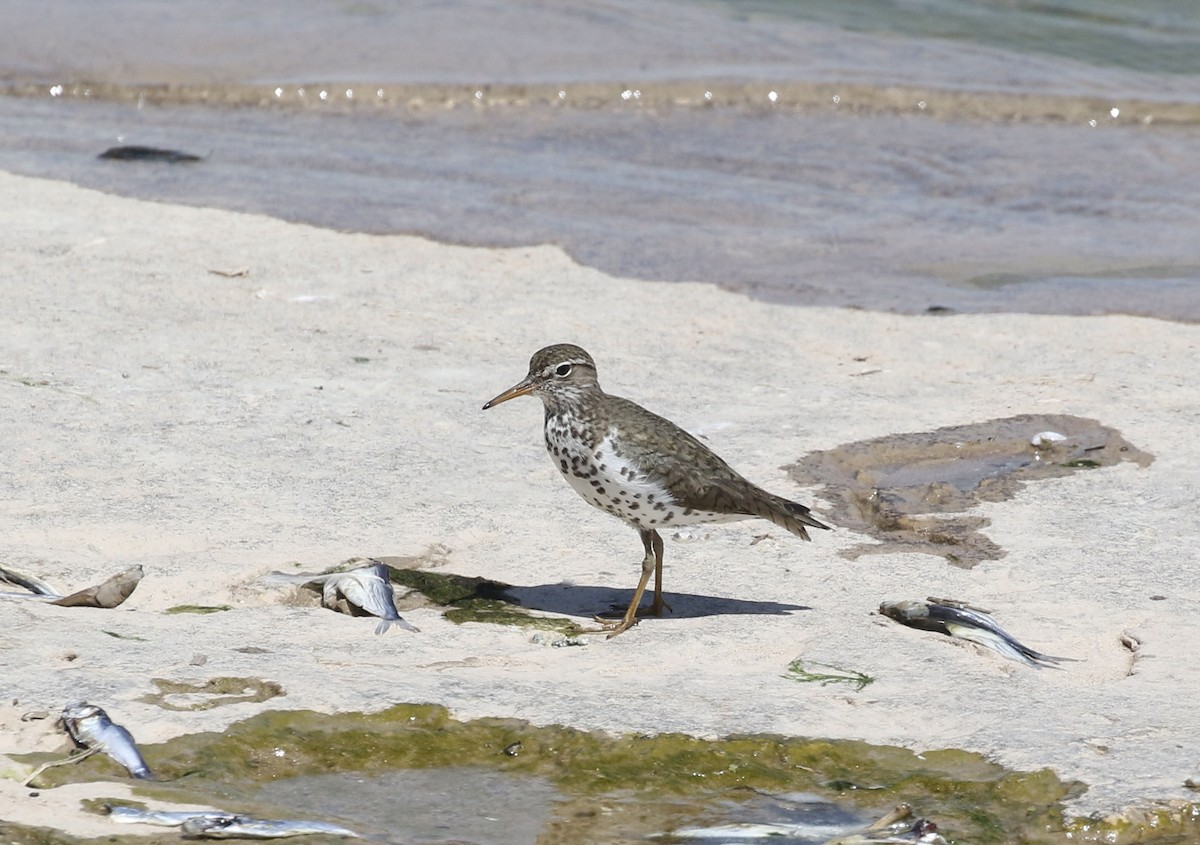 Spotted Sandpiper - ML619862058