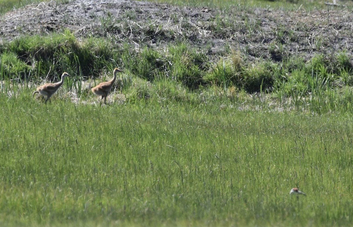 Sandhill Crane - ML619862059