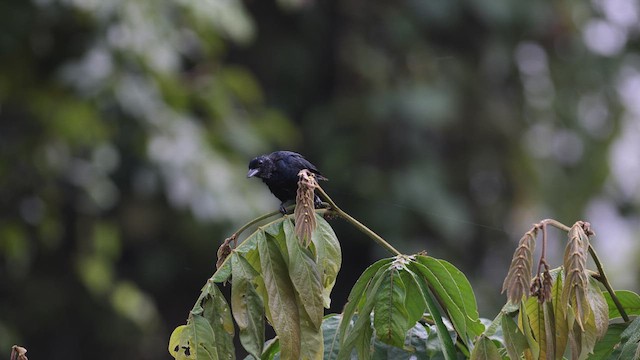 Ruby-crowned Tanager - ML619862063