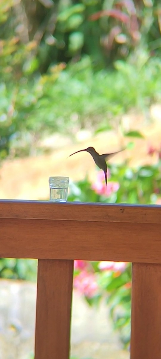 Зелёный колибри-отшельник - ML619862071