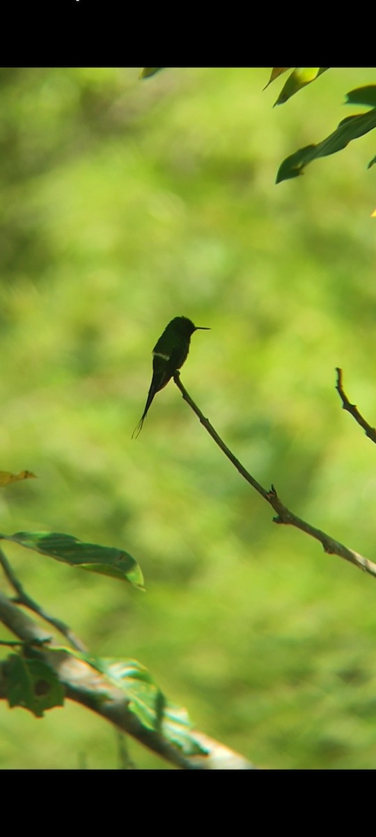 kolibřík trnoocasý - ML619862080
