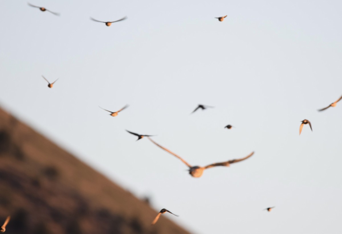 Barn Owl - ML619862083