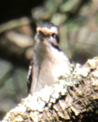 Downy Woodpecker (Eastern) - ML619862097