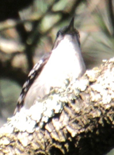 Downy Woodpecker (Eastern) - ML619862098