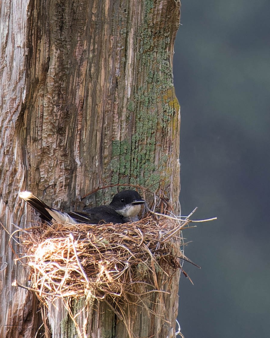 Eastern Kingbird - ML619862102