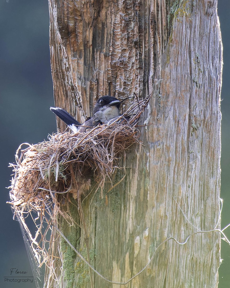 Eastern Kingbird - ML619862103