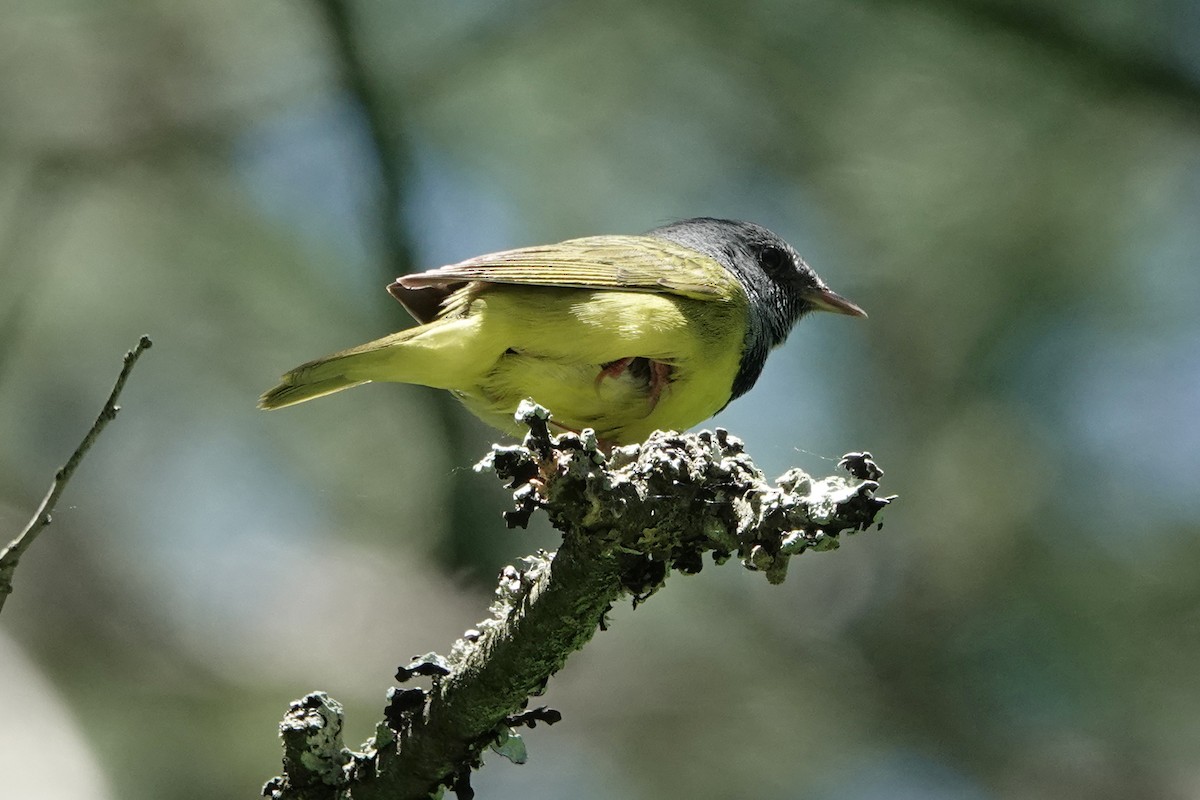 Mourning Warbler - ML619862104