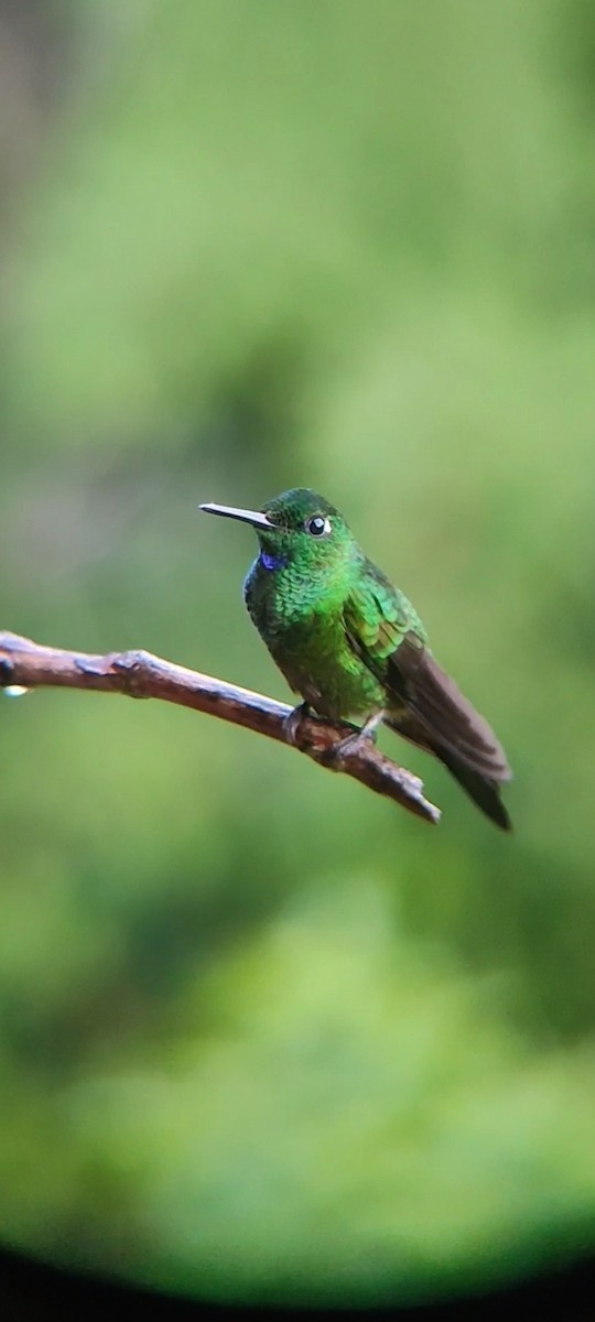 Green-crowned Brilliant - ML619862109