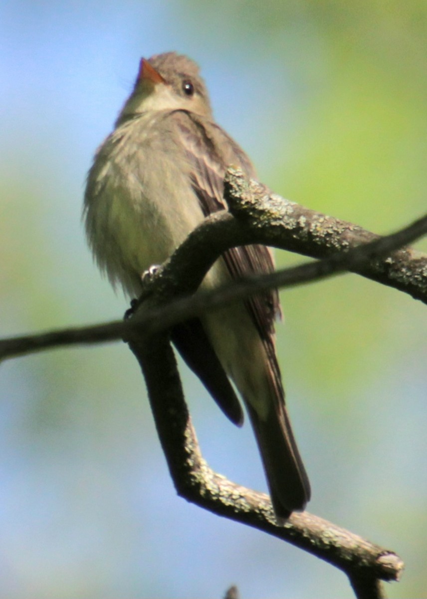 Eastern Wood-Pewee - ML619862111