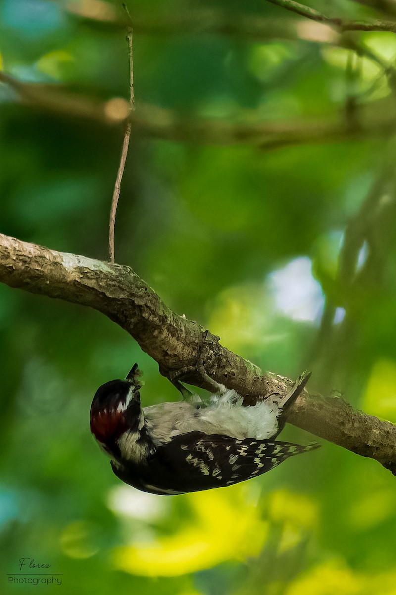 Downy Woodpecker - ML619862115