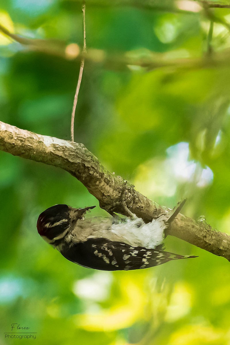 Downy Woodpecker - ML619862116