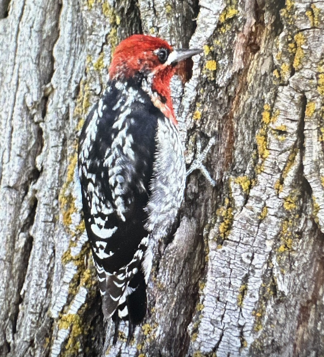 Red-breasted Sapsucker - wendy andrick