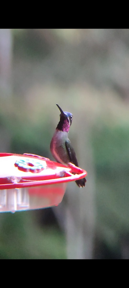 kolibřík hvězdohrdlý - ML619862118
