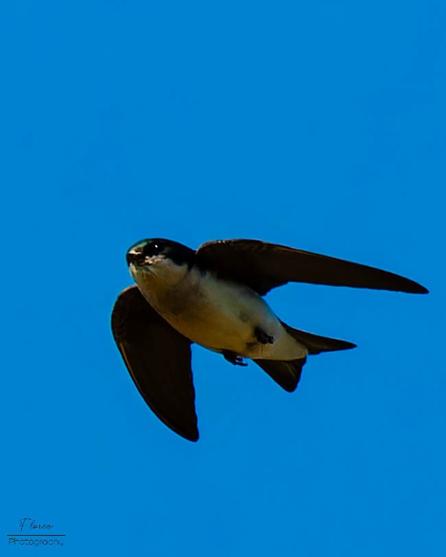 Tree Swallow - ML619862125