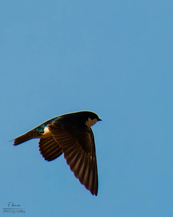 Tree Swallow - ML619862126