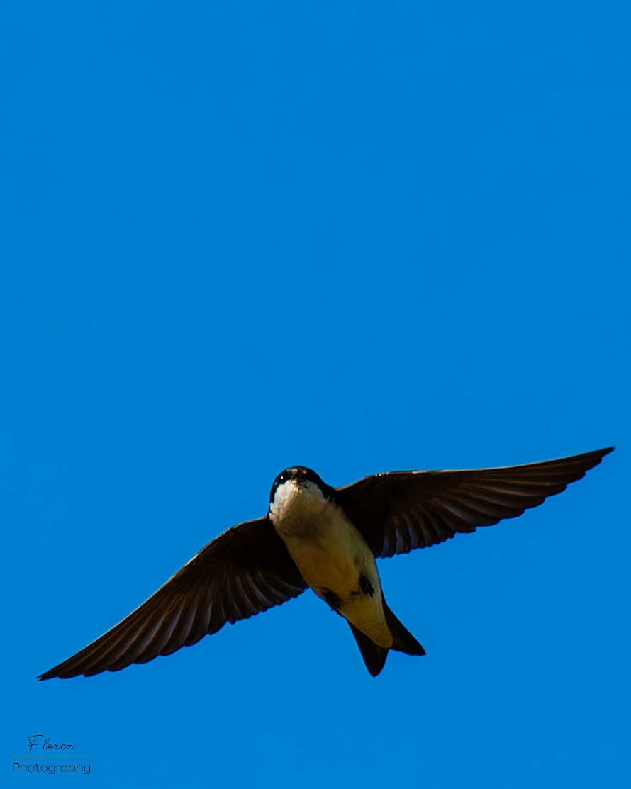 Tree Swallow - ML619862127