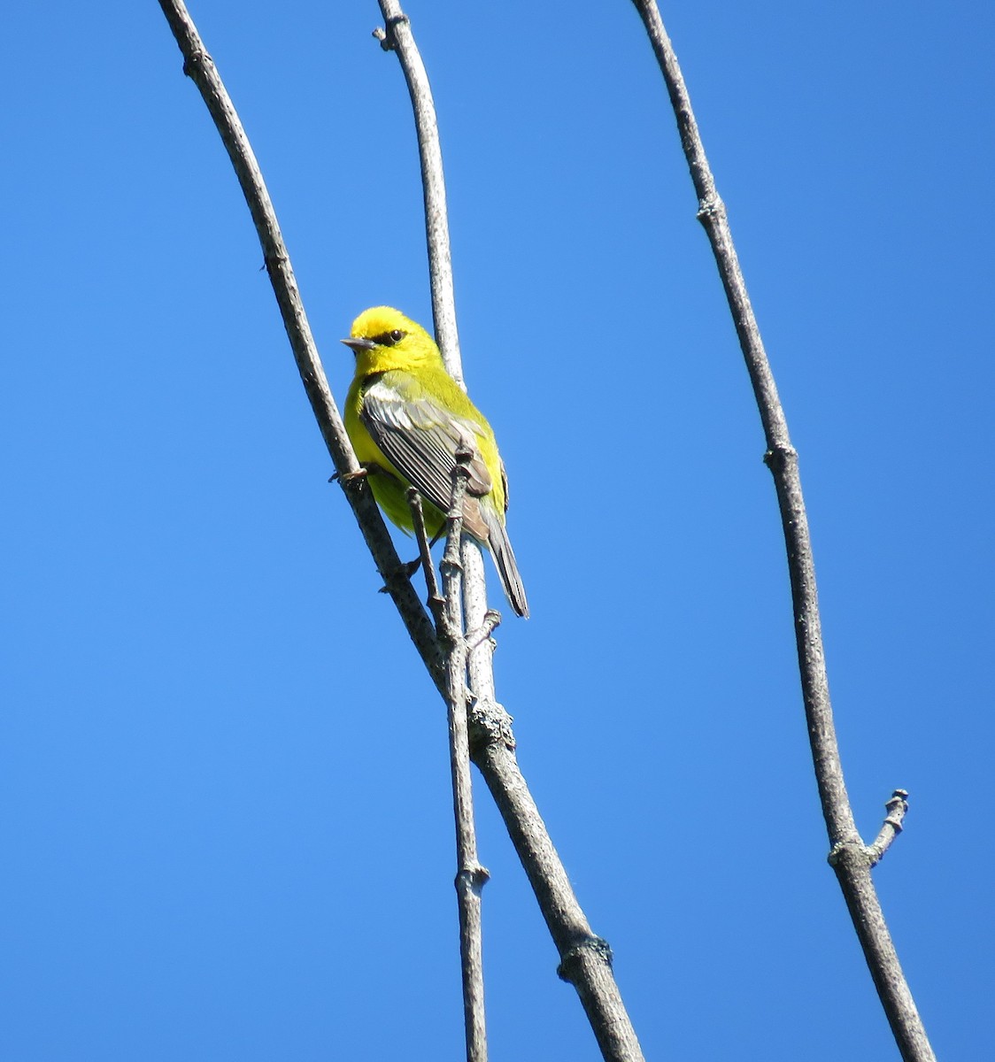 Blauflügel-Waldsänger - ML619862135