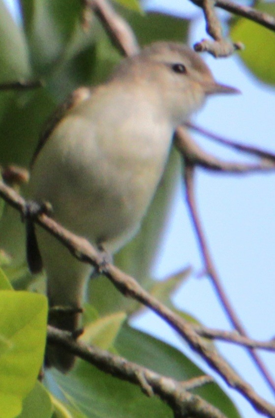 Warbling Vireo (Eastern) - ML619862137