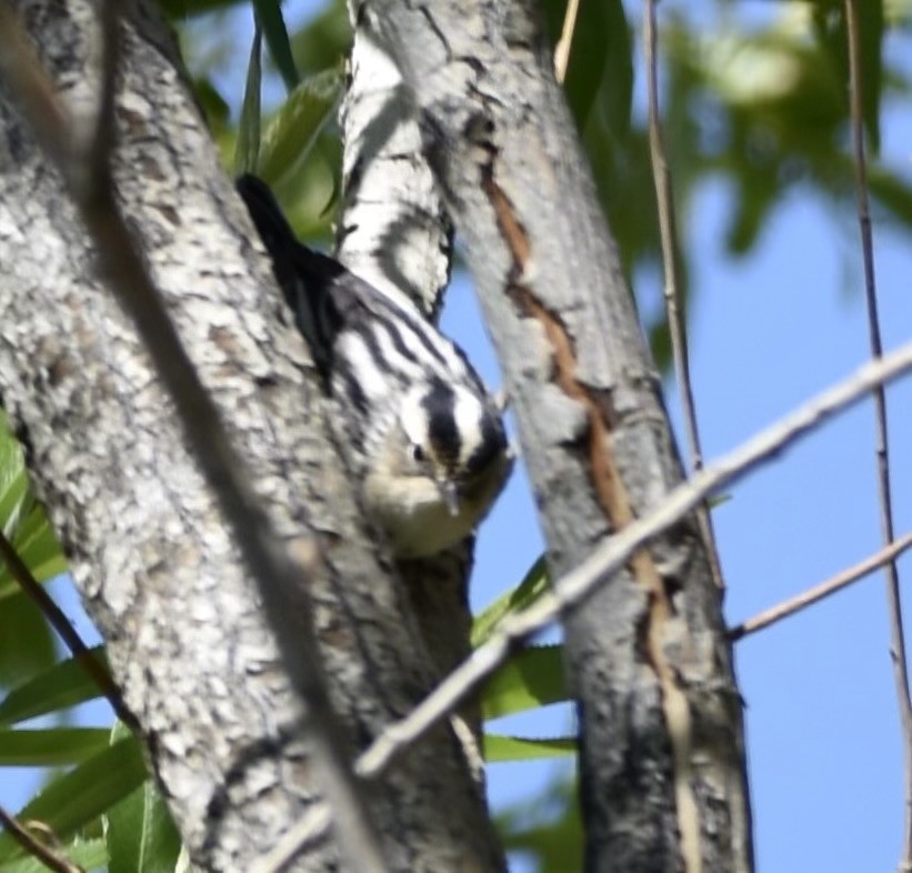 Black-and-white Warbler - ML619862141
