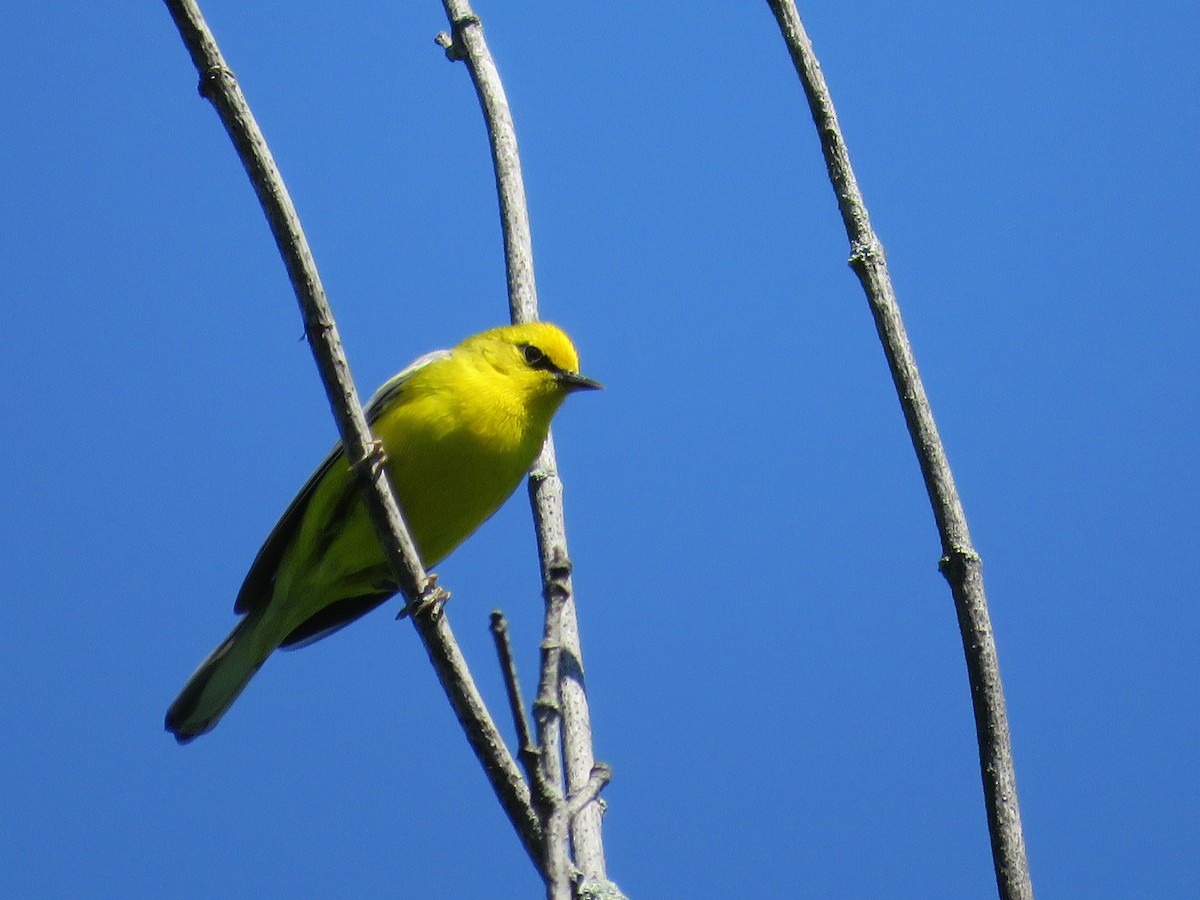 Blue-winged Warbler - ML619862142