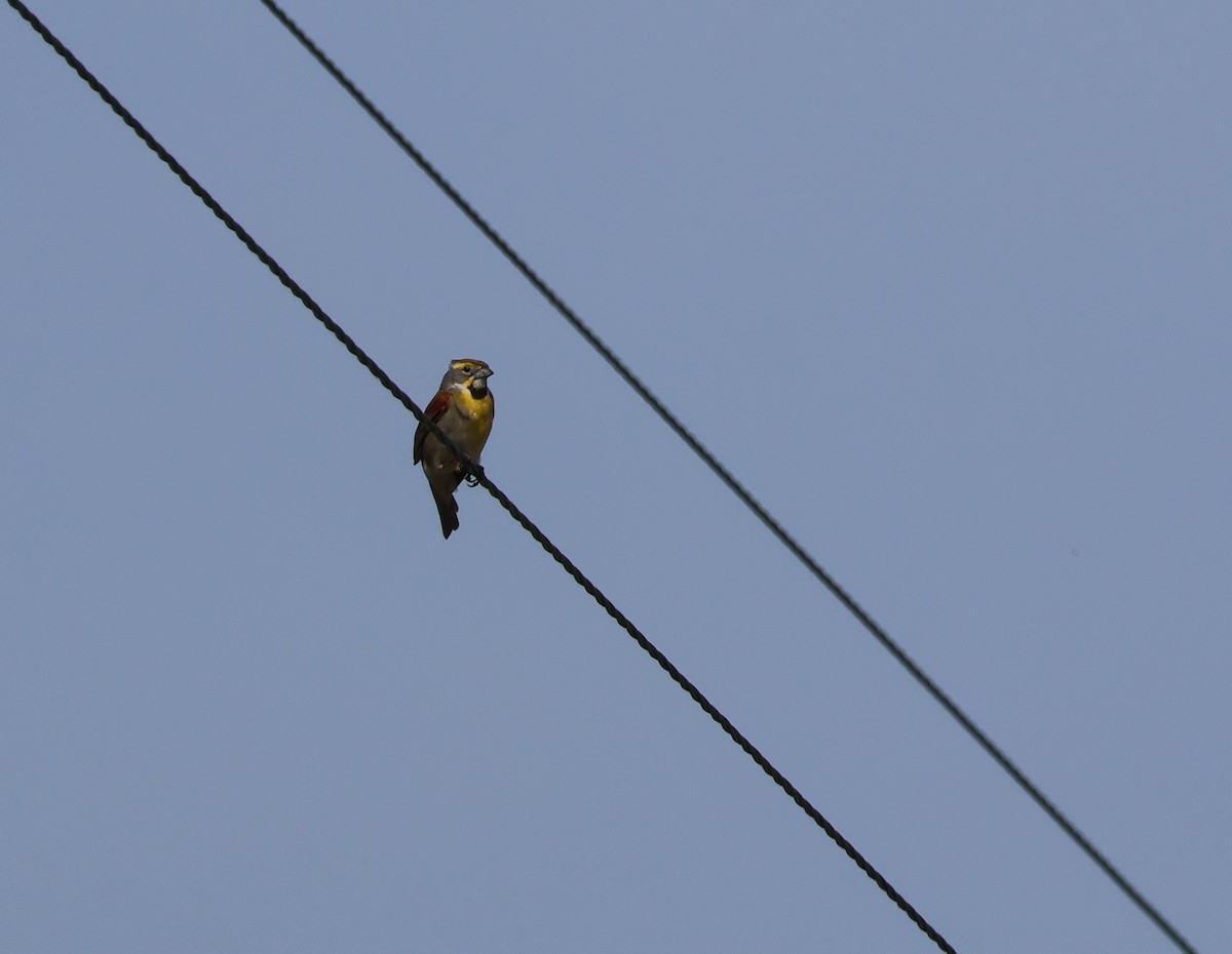 Dickcissel - ML619862143