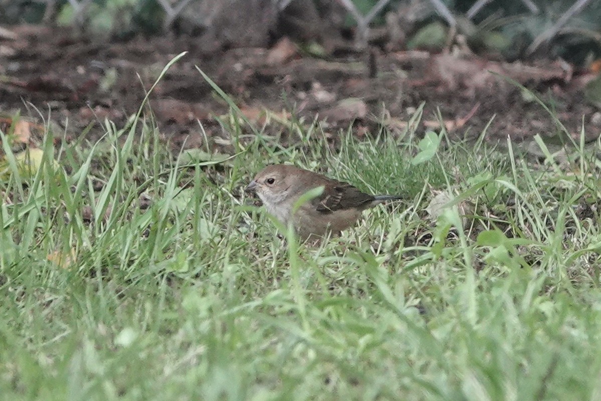 Indigo Bunting - ML619862149