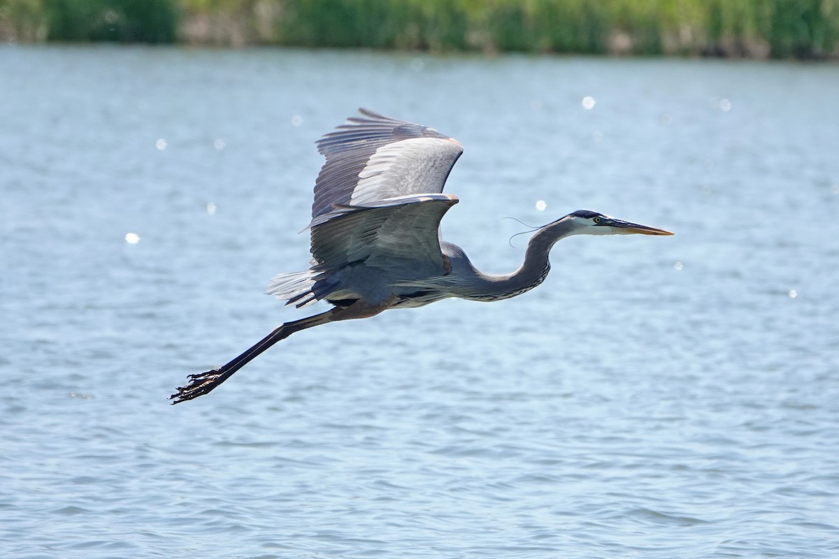 Great Blue Heron - ML619862154