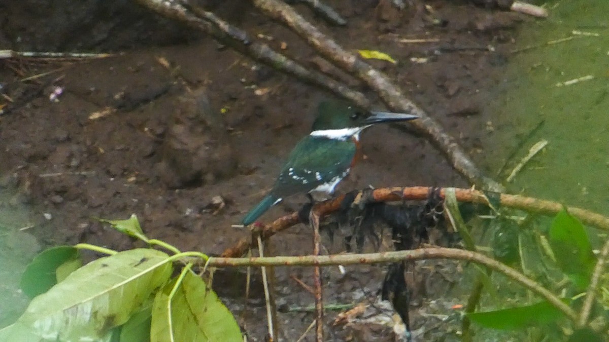 Green Kingfisher - ML619862157