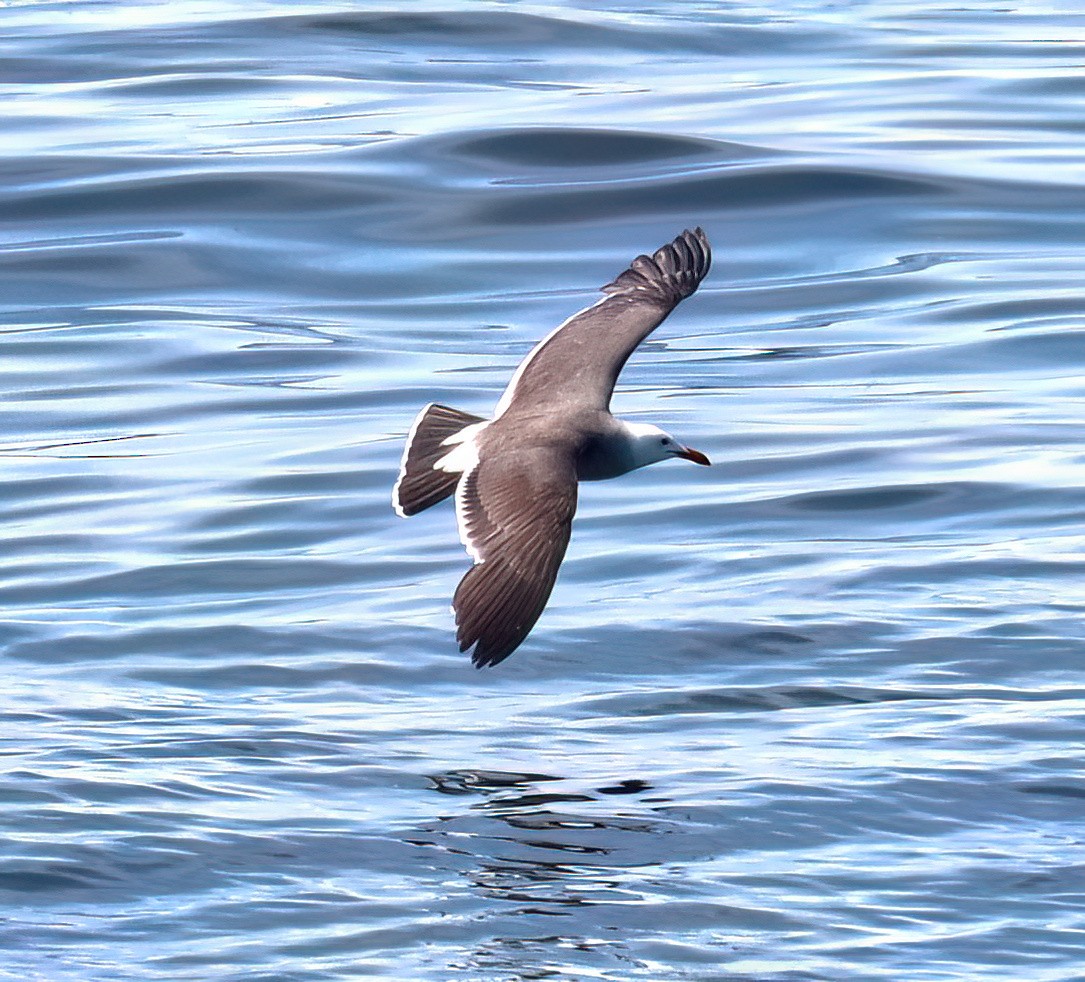 Gaviota Mexicana - ML619862181