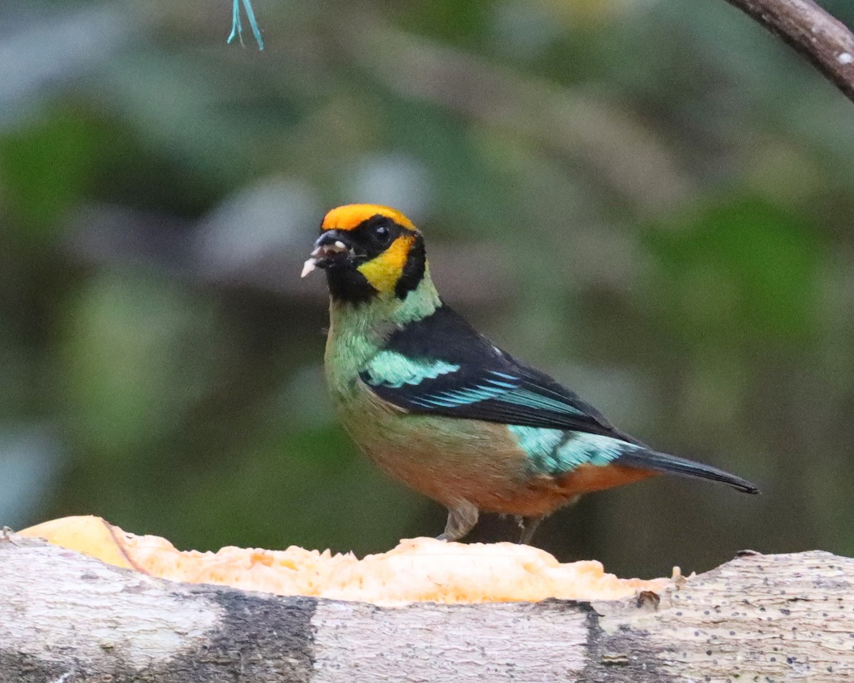 Flame-faced Tanager (Yellow-faced) - ML619862197