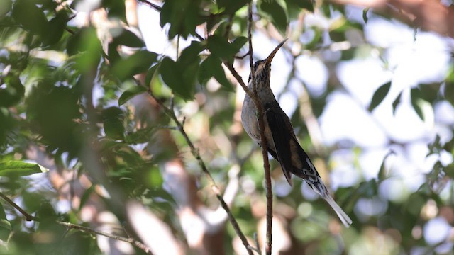 Scale-throated Hermit - ML619862216