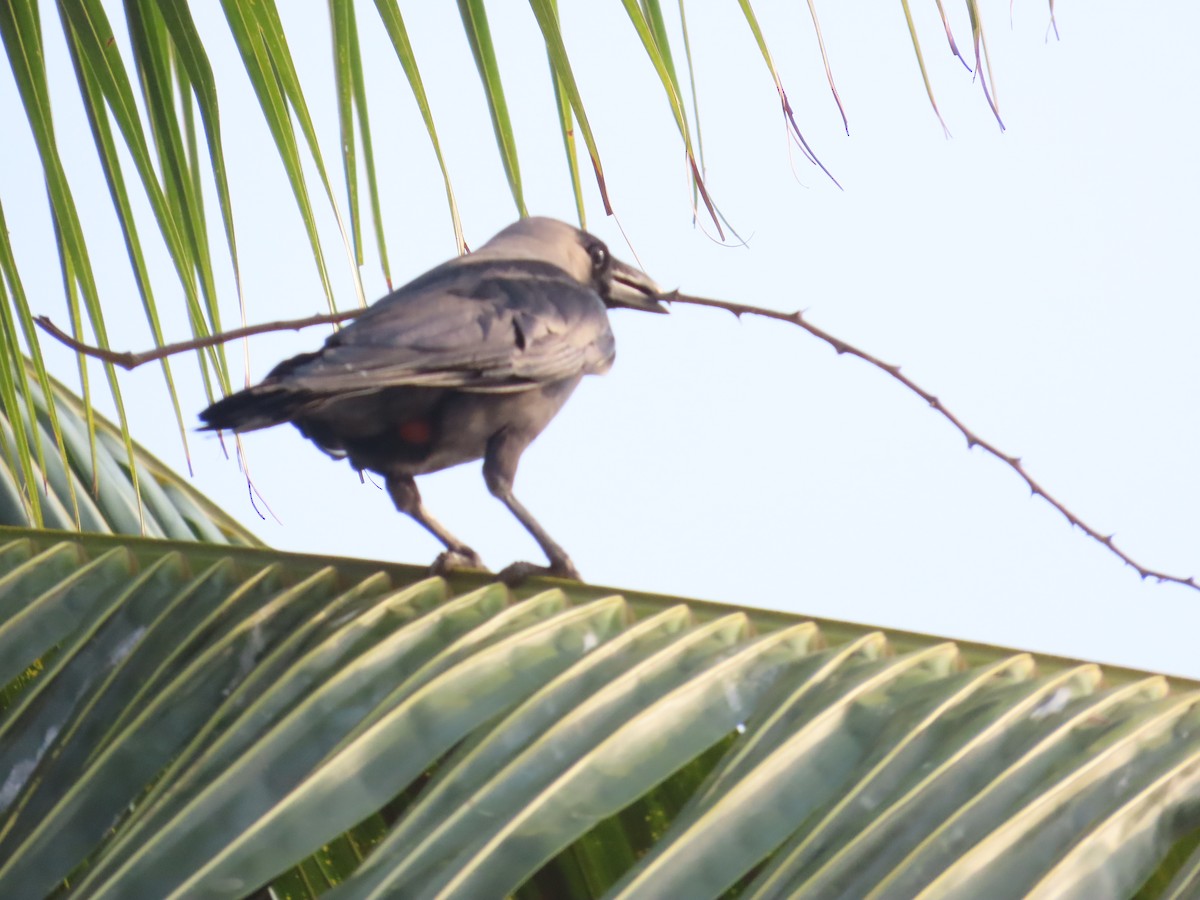 House Crow - ML619862218