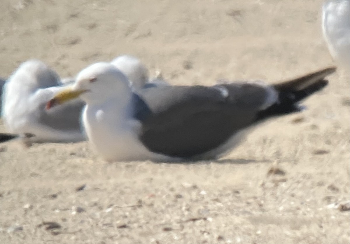 Black-tailed Gull - ML619862234