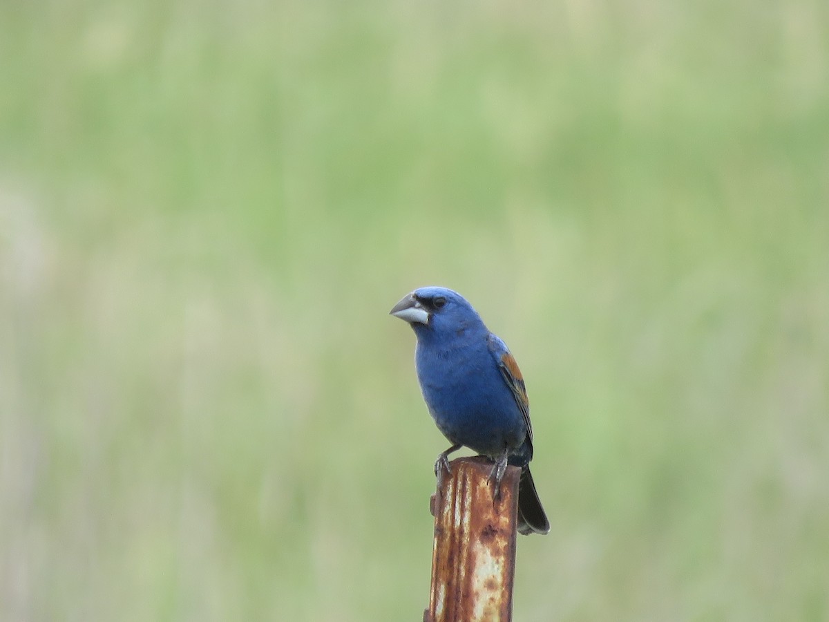 Guiraca bleu - ML619862235