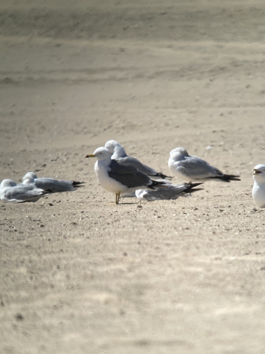 Black-tailed Gull - ML619862244