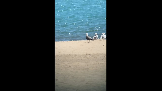 Хар сүүлт цахлай - ML619862251