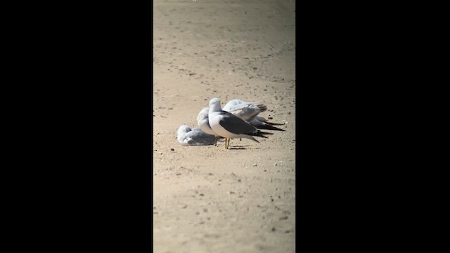 Black-tailed Gull - ML619862253