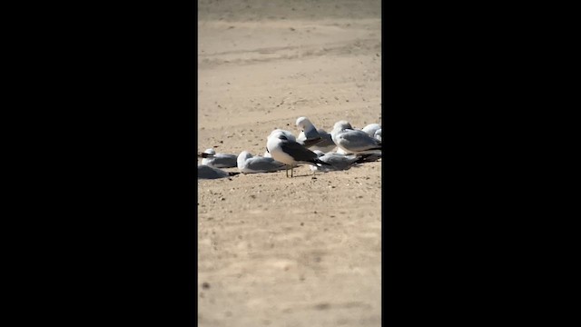 Black-tailed Gull - ML619862254