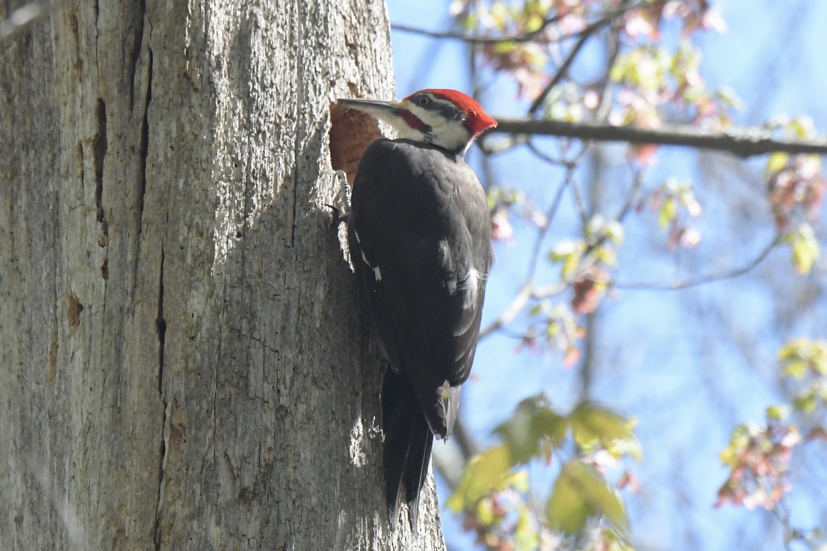 Pileated Woodpecker - ML619862271