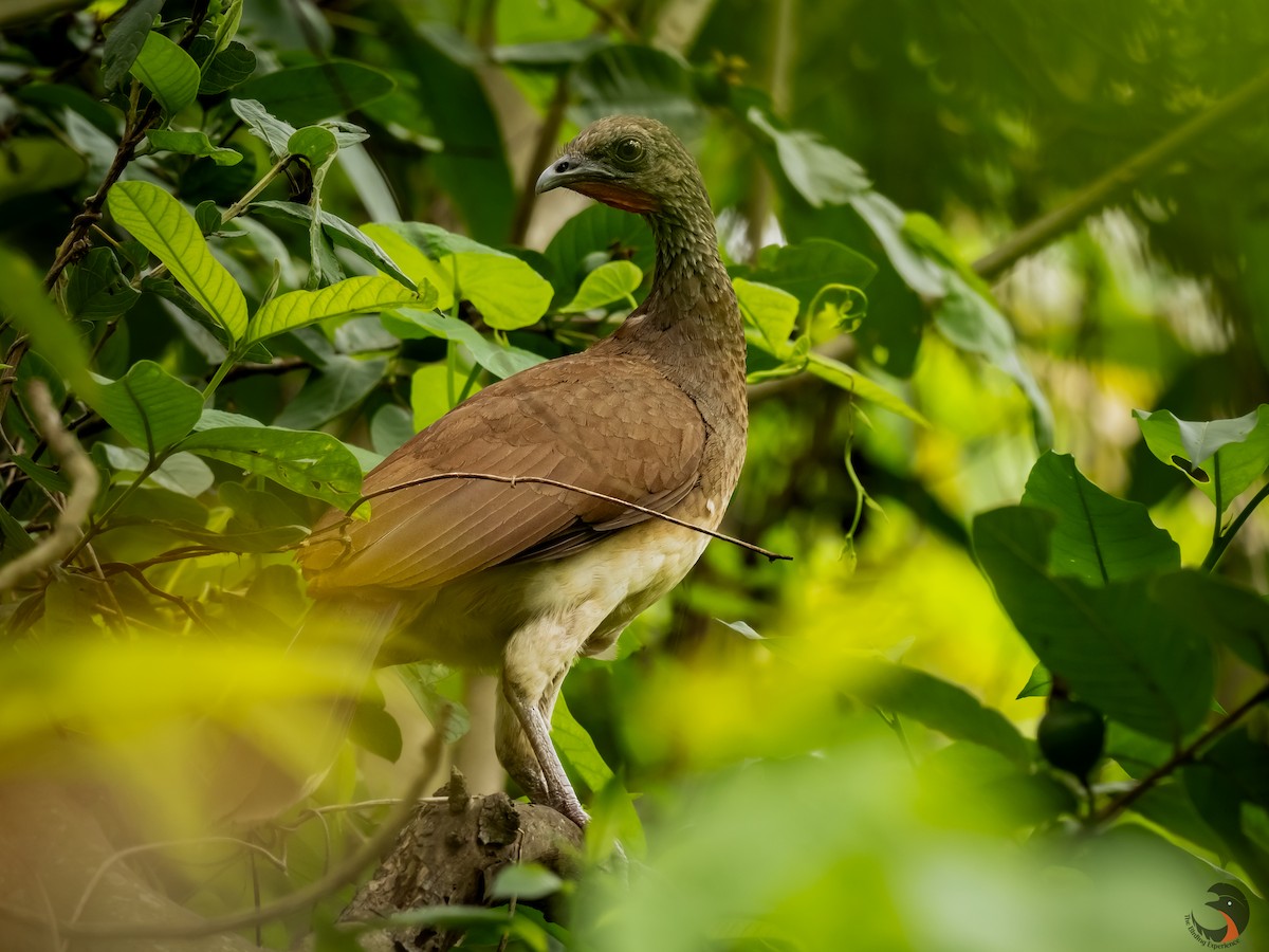 Chachalaca Ventriblanca - ML619862299