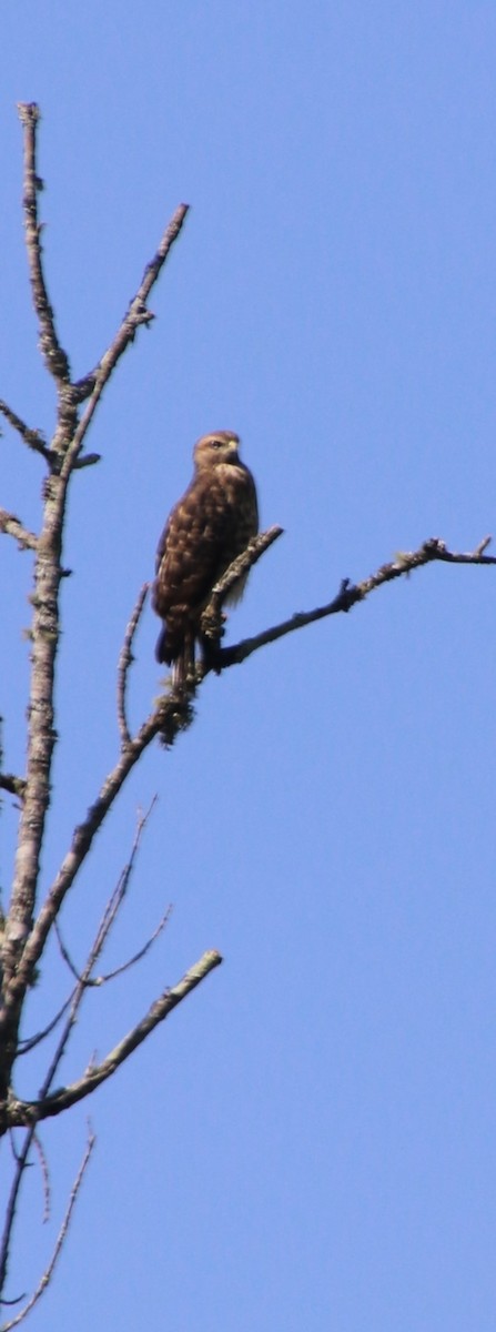 Red-shouldered Hawk - ML619862302