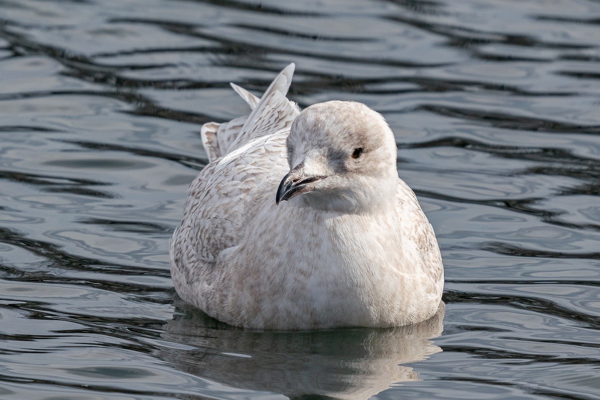 Iceland Gull - ML619862304