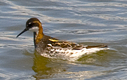 Red-necked Phalarope - johnny powell