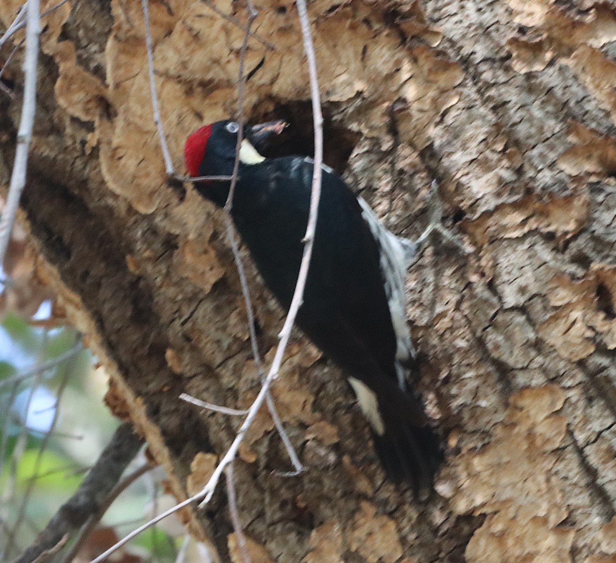 Acorn Woodpecker - ML619862320