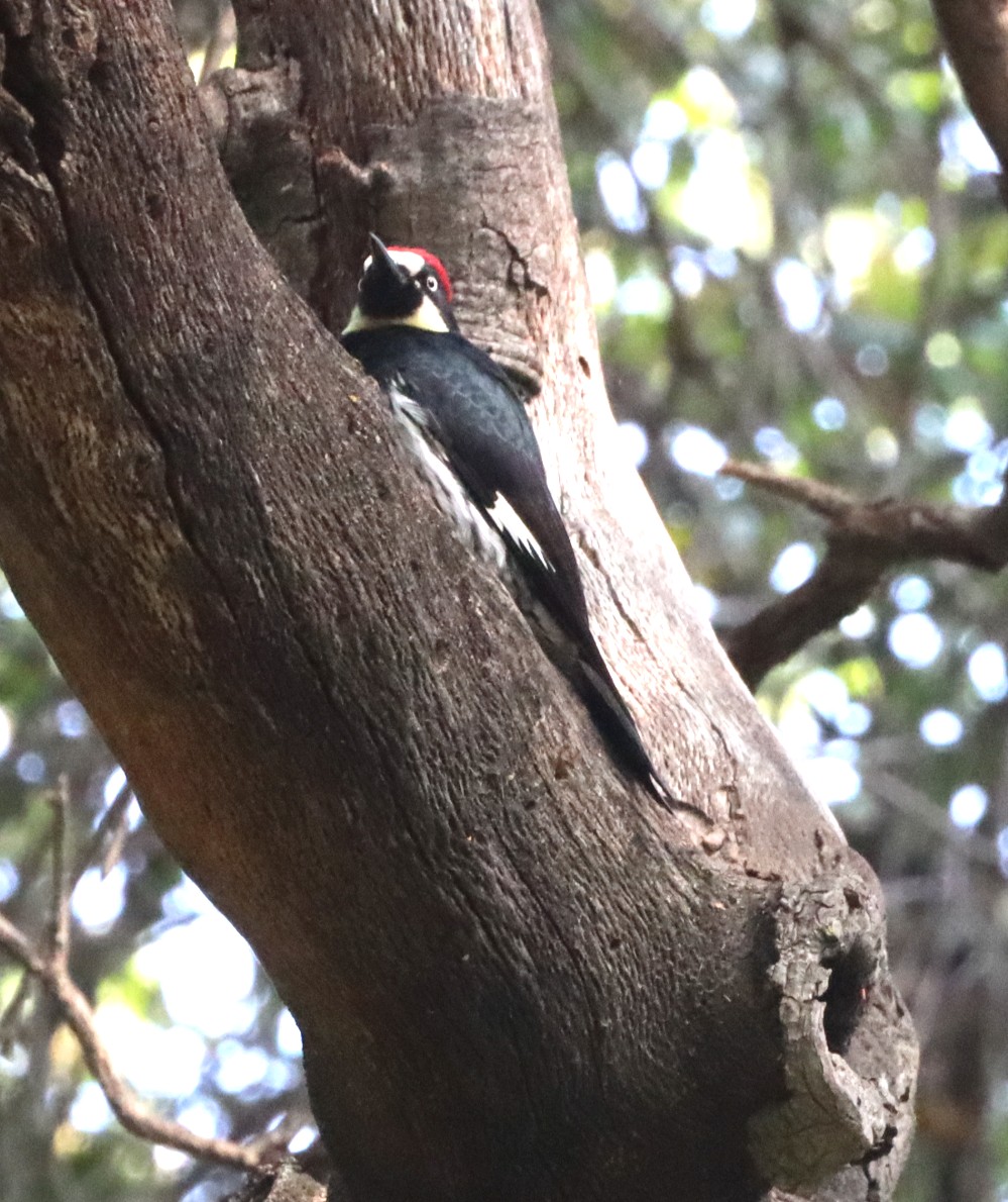 Acorn Woodpecker - ML619862333