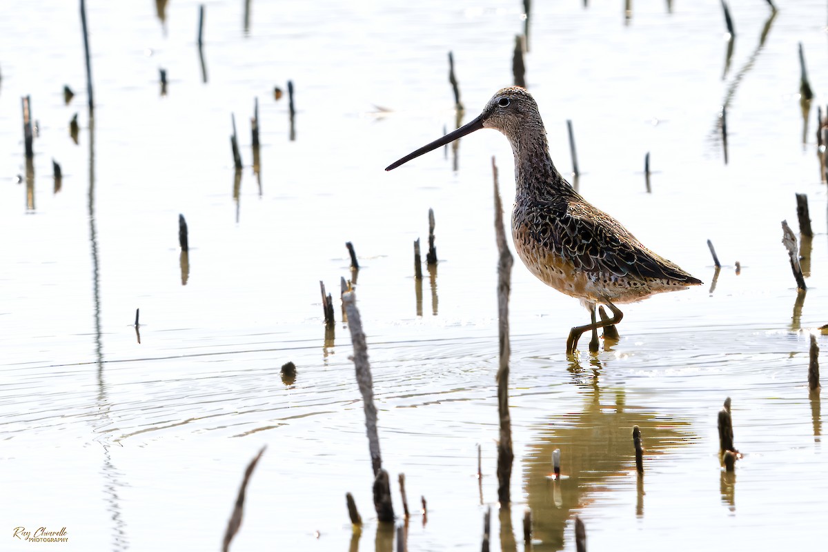 Long-billed Dowitcher - ML619862338